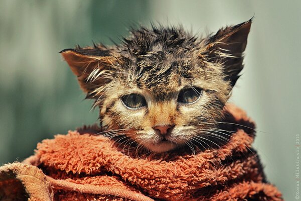 Wet and disheveled kitten in a towel