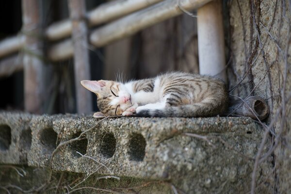 The kitten is sleeping sweetly on a concrete slab