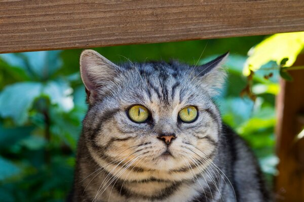 Graue gestreifte Katze schaut in die Ferne