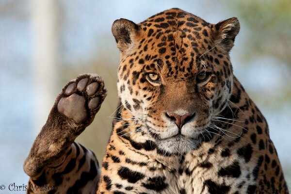 Drapieżny Jaguar z wystającą łapą