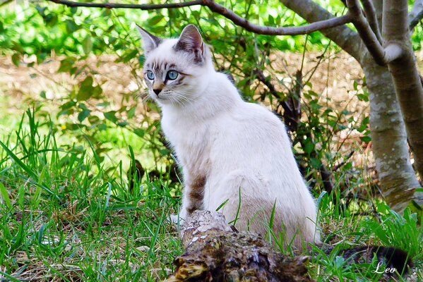 Claro árbol gato tranquilidad