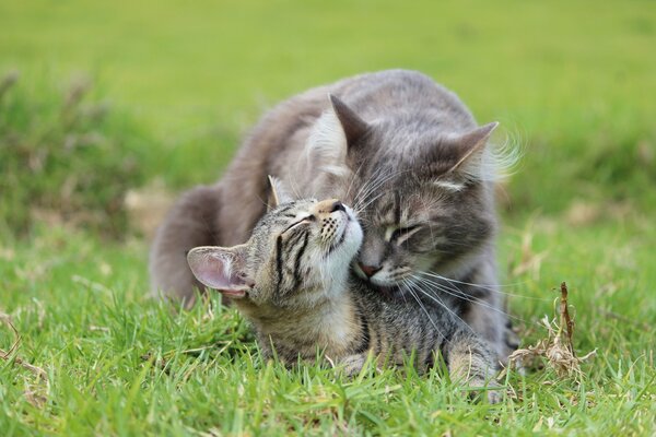 Mom caresses her offspring