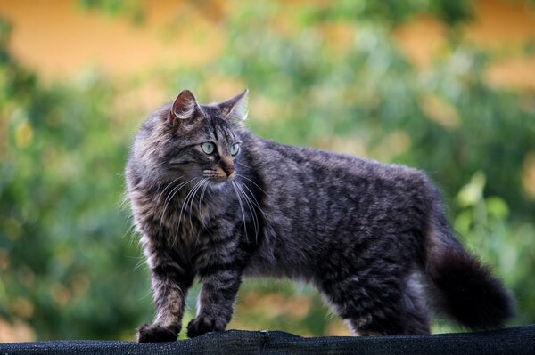 Regard rapide d un chat gris