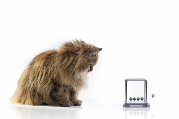 Un gato sorprendido Mira el motor Perpetuo