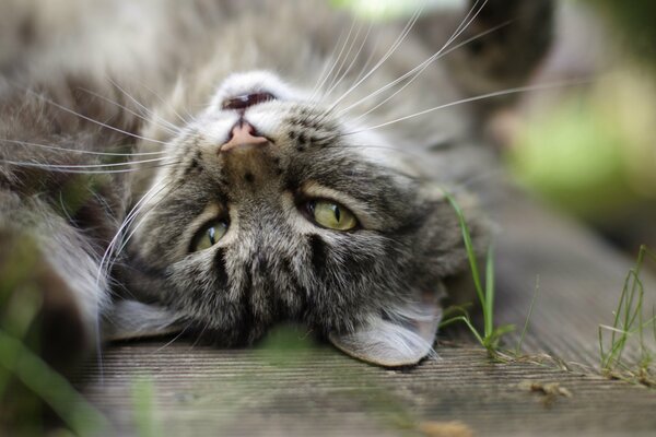 Szary kot w pobliżu źdźbła trawy spoczywa w górę wąsami, ale oczy podążają za tobą
