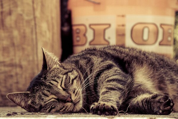 Striped cat sleeps with his paws spread out