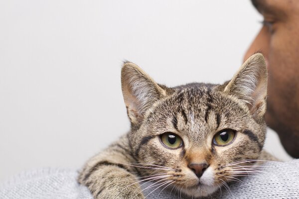 Regard des yeux de chat gris sur l épaule d un homme