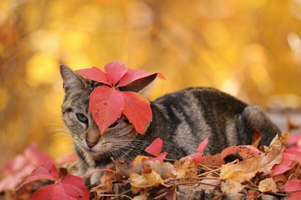 Серая кошка с красными листьями на голове