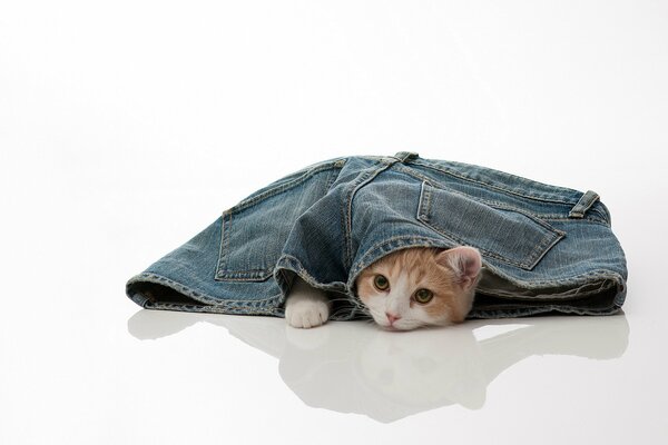 Playful kitten stuck in denim shorts