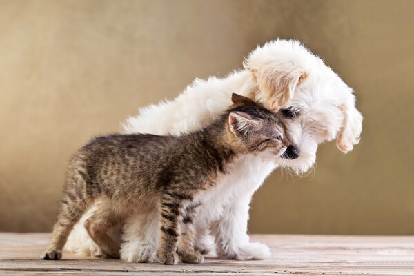 Pequeños perros y gatos amigos