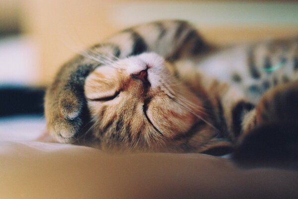Doux rêve de chat roux