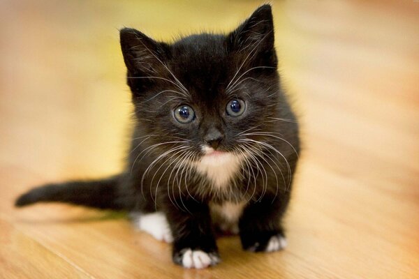 La mirada de un gatito sediento de caricias