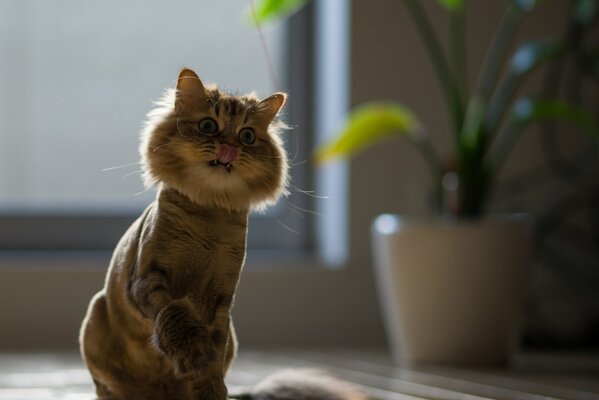 Interessante cornice con un gatto che gioca con il filo