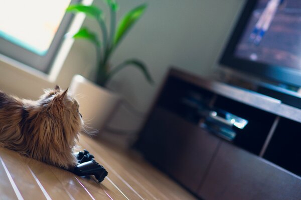 Cat daisy with a joystick at the screen