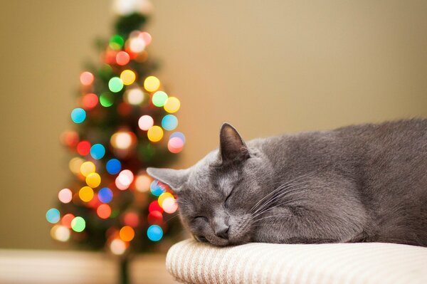 Gato gris durmiendo en el fondo del árbol de Navidad