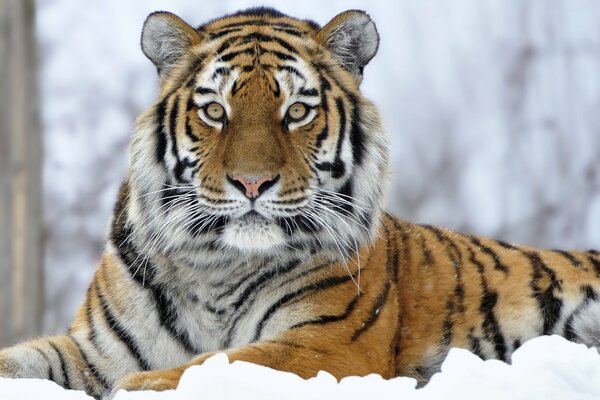 Большой полосатый тигр в снегу