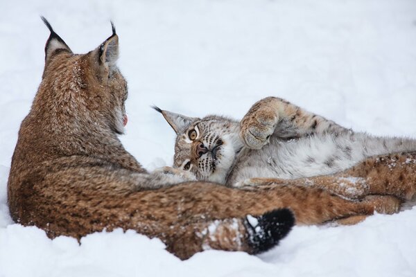 A couple of lynxes in the snow in winter