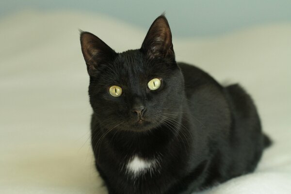 Gato negro acostado en la cama