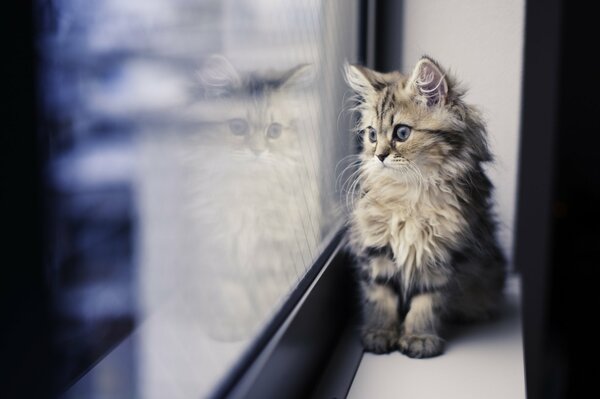A small fluffy kitten on the window looks at its reflection