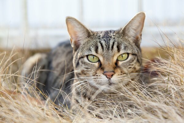 There was a cat sitting in the grass