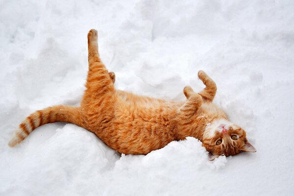 Рыжая кошка в снегу нежится