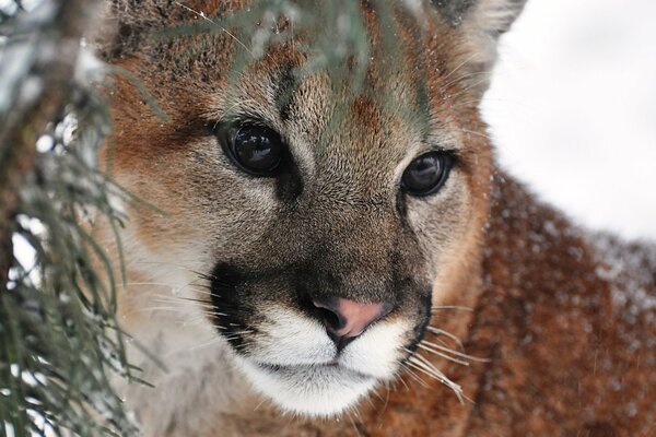 Le regard prédateur d un Lion de montagne