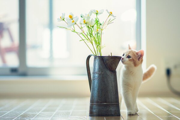 Kot wącha Stary dzban z kwiatami