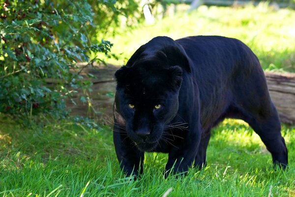 Räuberischer Panther mit einem wilden Blick