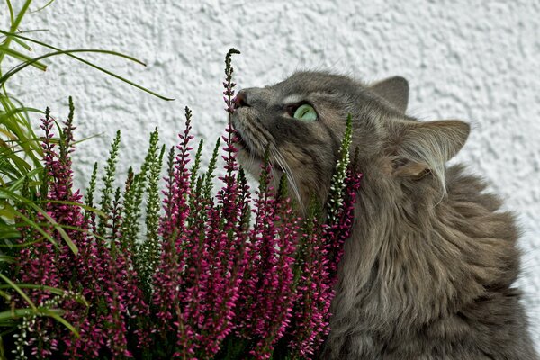 Grey cat looks at flowers