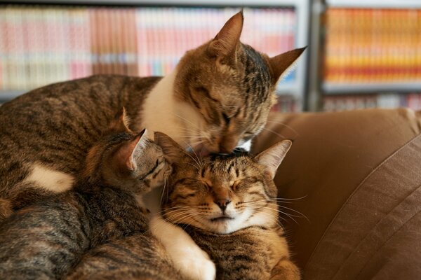 Famille féline. Chat, chat et chaton