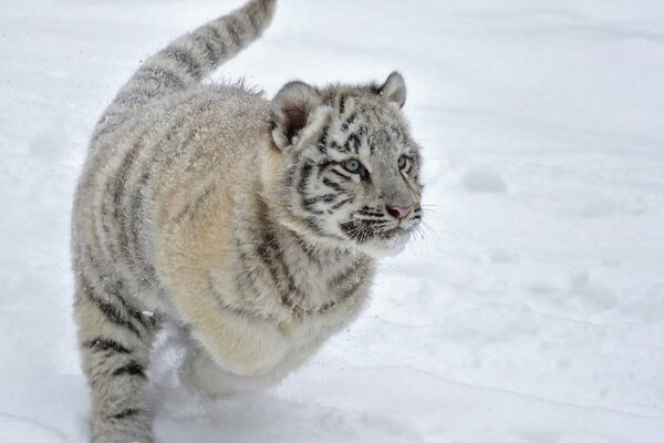 Cucciolo di tigre che corre sulla neve foto