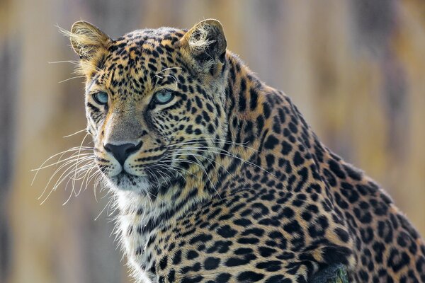 A large spotted leopard with blue eyes