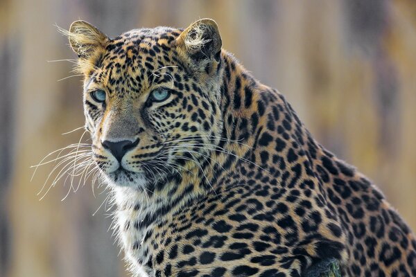 Grand léopard tacheté avec des yeux bleus