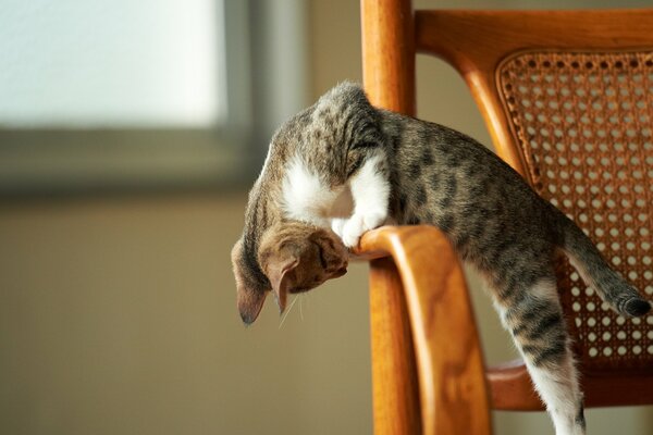 Gatito gris jugando en una silla