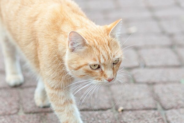 Gatto rosso che cammina sul marciapiede