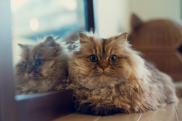 Die Katze spiegelt sich im Spiegel wider