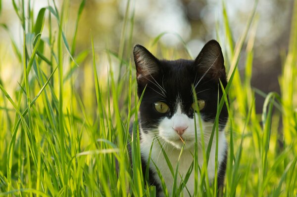 Katze Gras Sommer