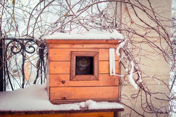 A cat in a birdhouse in winter sponges