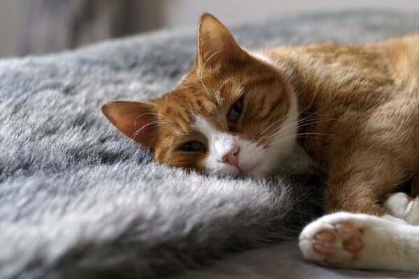 A red-haired cat with white paws lies on the bedspread