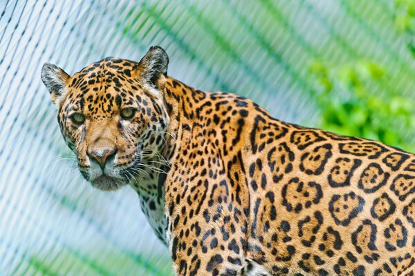 Jaguar a un vrai regard de prédateur