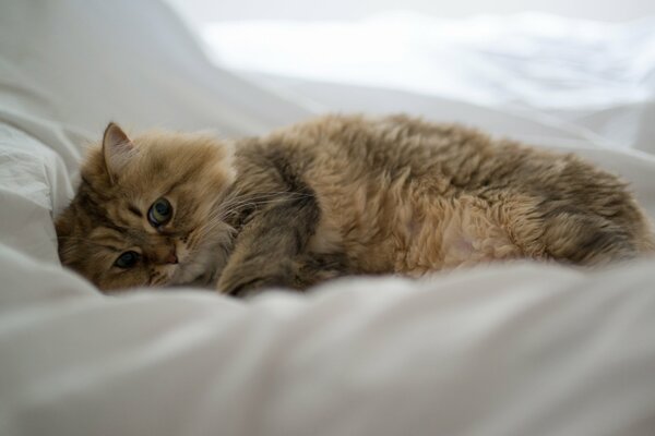 A beautiful kitten on a white background