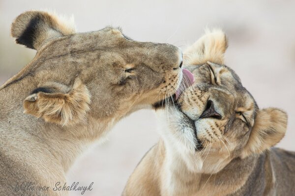 The lion washes his beloved lioness