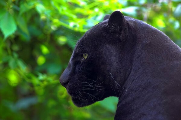 The panther s gaze is intense and attentive