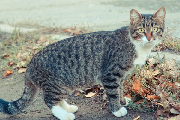 Un gato camina por el Jardín de otoño