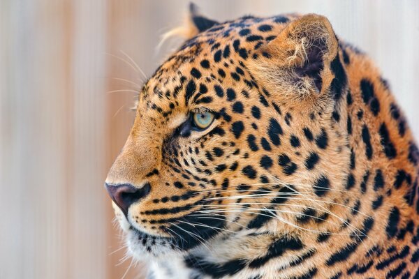 Muso di leopardo con occhi azzurri di profilo