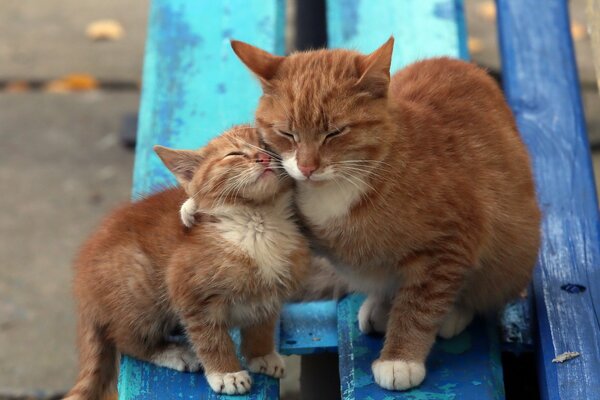 Maman chat étreignant chaton