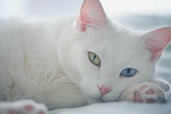 Gatto con occhi multicolori, gatto insolito, muso bianco in un gatto, gatto bianco come la neve
