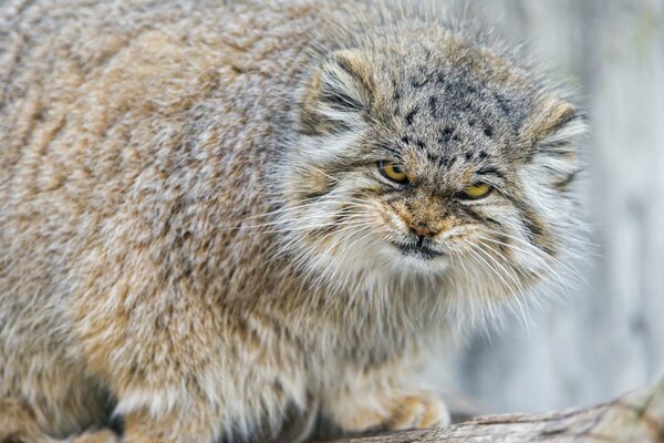 Самая гиганская кошка в мире