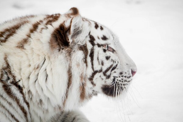 White tikg close-up