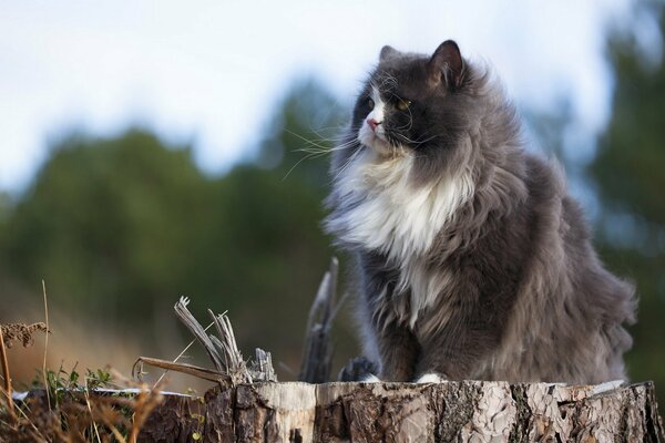 Fluffy grey cat sitting on a stump